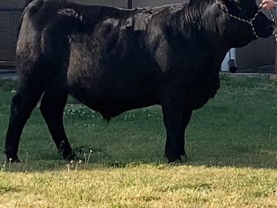 Beef, Quarters or Half