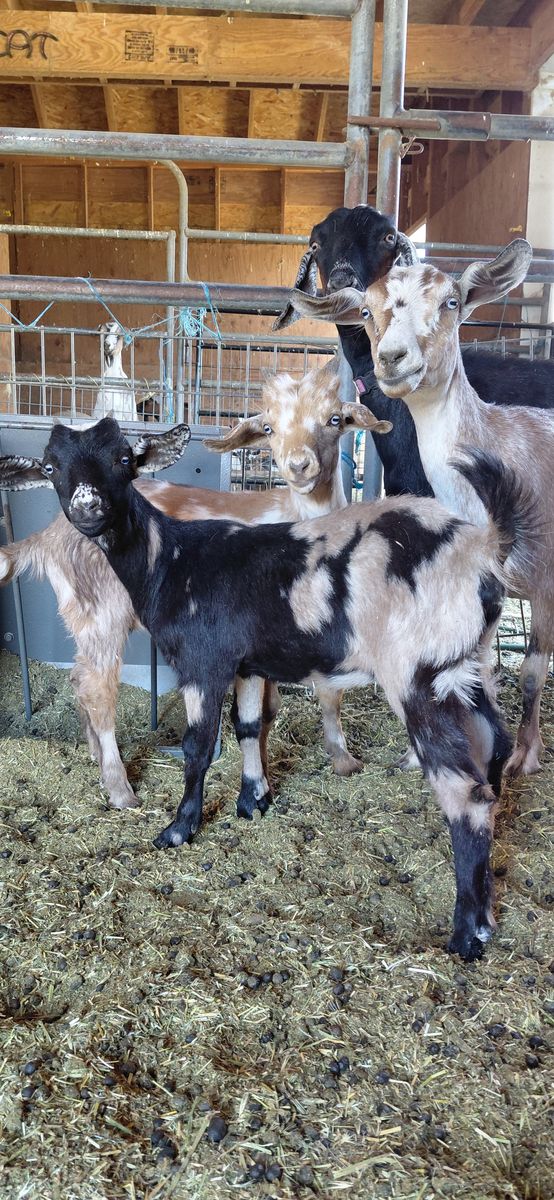 Blue Eyed Mini Nubian Doeling
