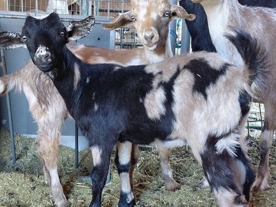 Blue Eyed Mini Nubian Doeling