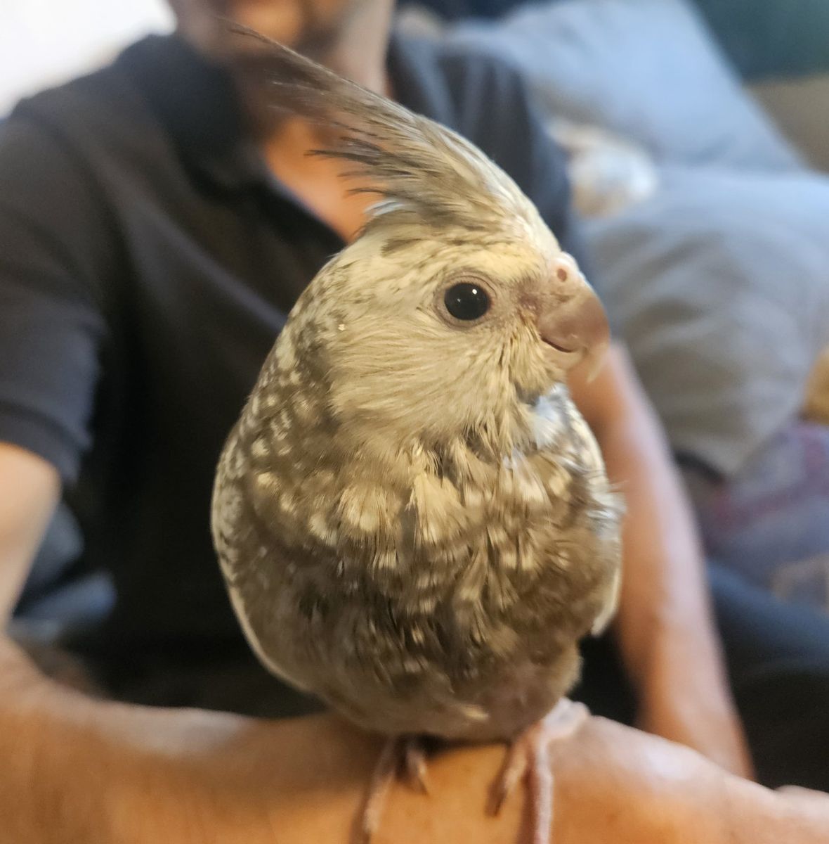 Tame Baby Pearl White-Faced Cockatiel