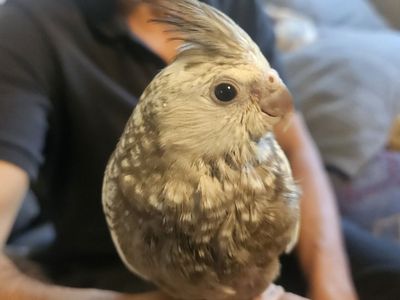 Tame Baby Pearl White-Faced Cockatiel