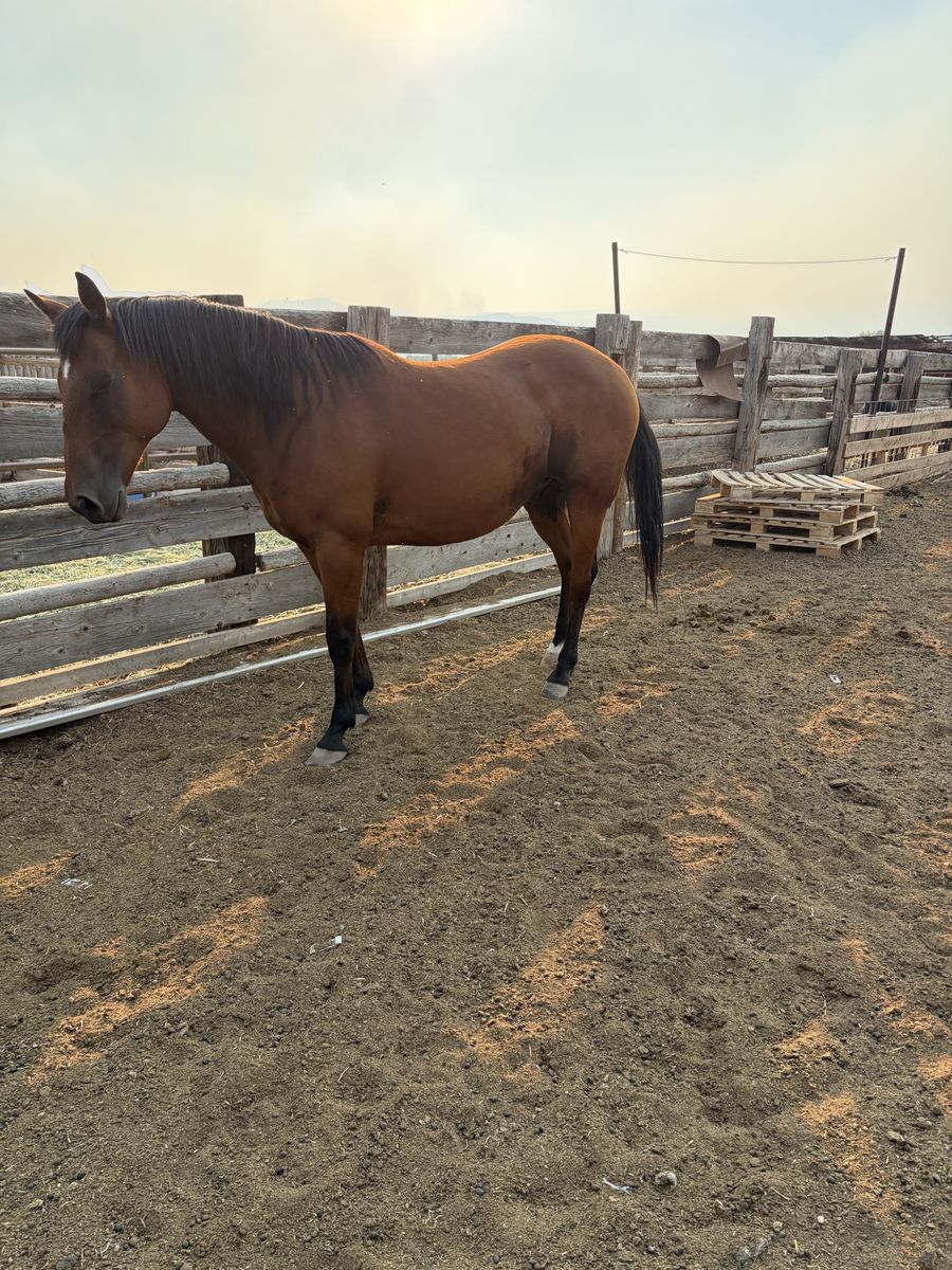 Bay Horse