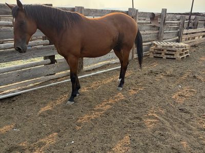 Bay Horse