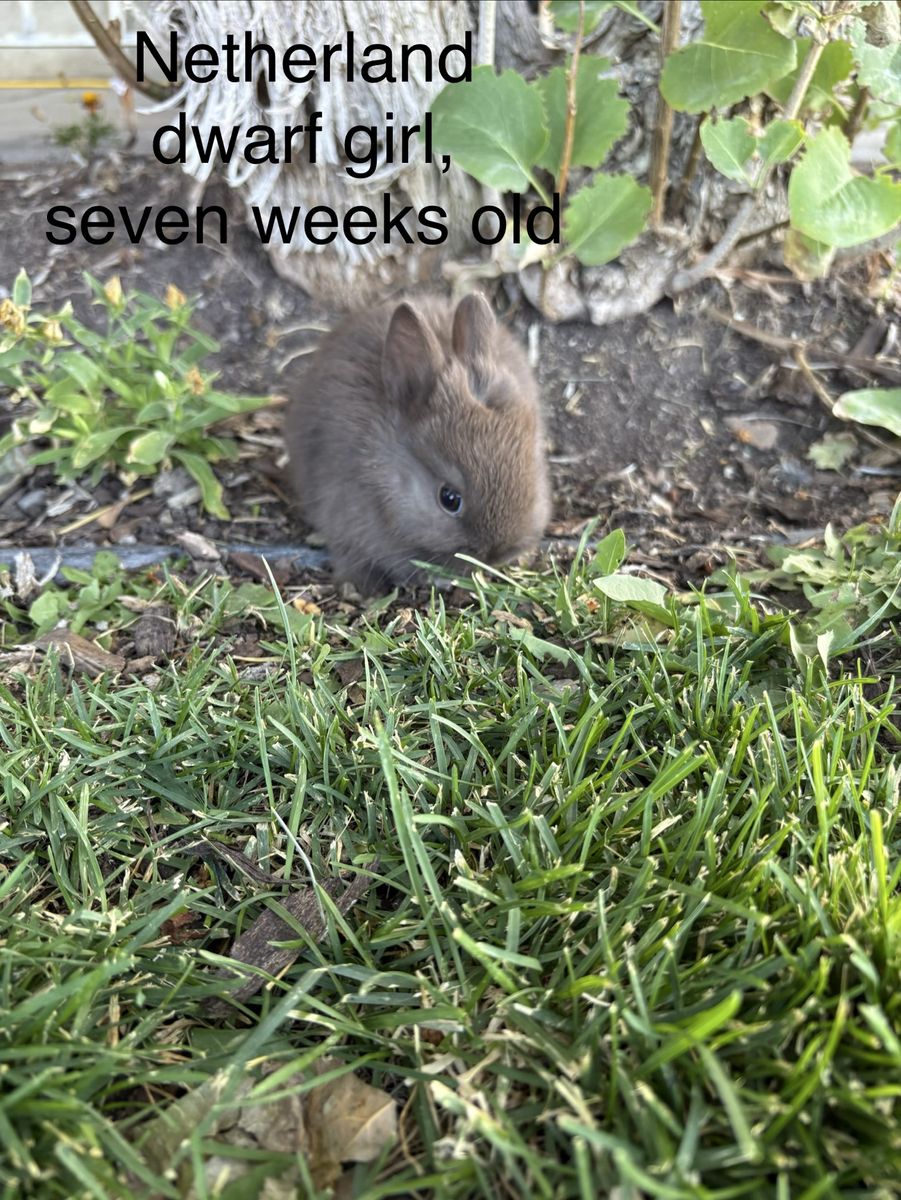 Netherland Dwarf Girl Rabbit - Seven Weeks Old, Ready for New Home