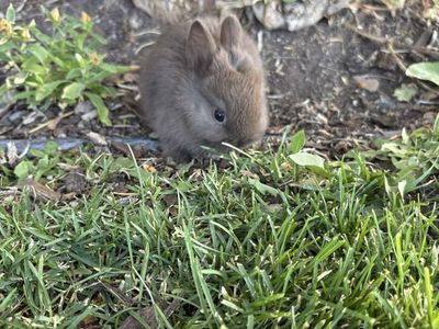 Netherland Dwarf Girl Rabbit - Seven Weeks Old, Ready for New Home