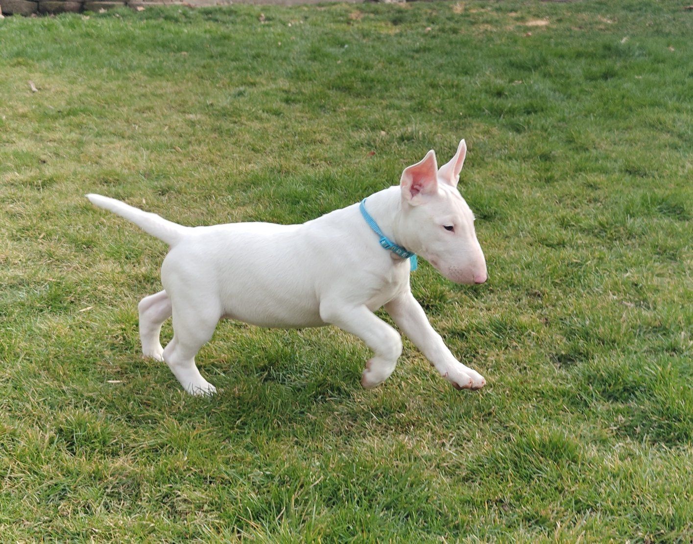 AKC REGISTERED PUREBRED! Bull Terrier puppies