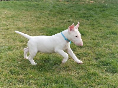AKC REGISTERED PUREBRED! Bull Terrier puppies