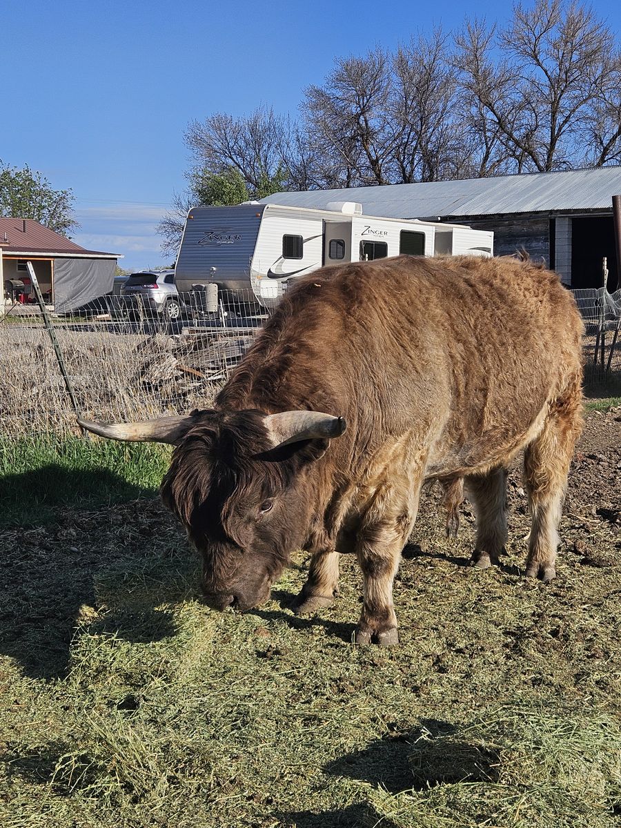 Lowline/Highlander Bull
