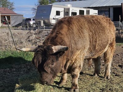 Lowline/Highlander Bull