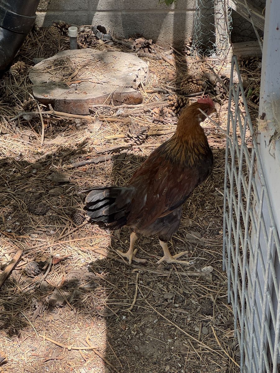 Free roosters—3
