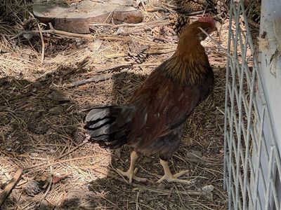 Free roosters—3