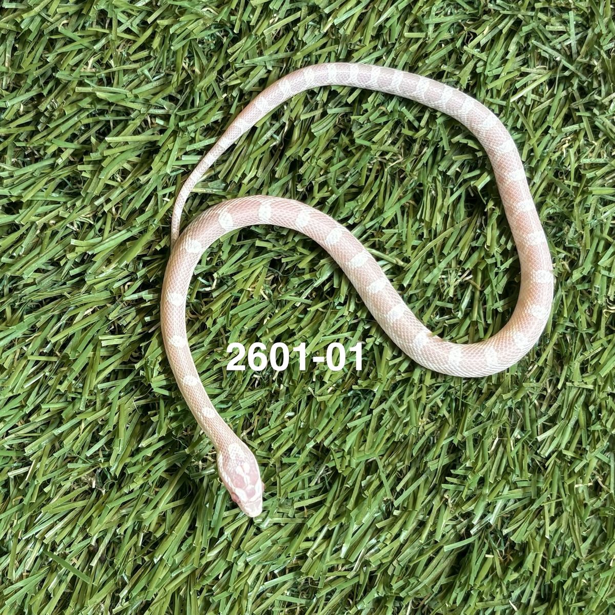 Amazing Powerhouse Corn Snakes
