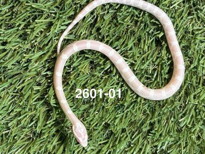 Amazing Powerhouse Corn Snakes