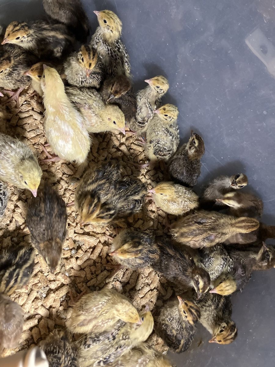 Coturnix Quail Chicks - Mixed Colors Age range 1wk-3wks unsexed