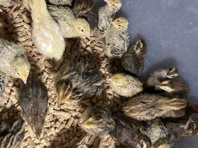 Coturnix Quail Chicks - Mixed Colors Age range 1wk-3wks unsexed