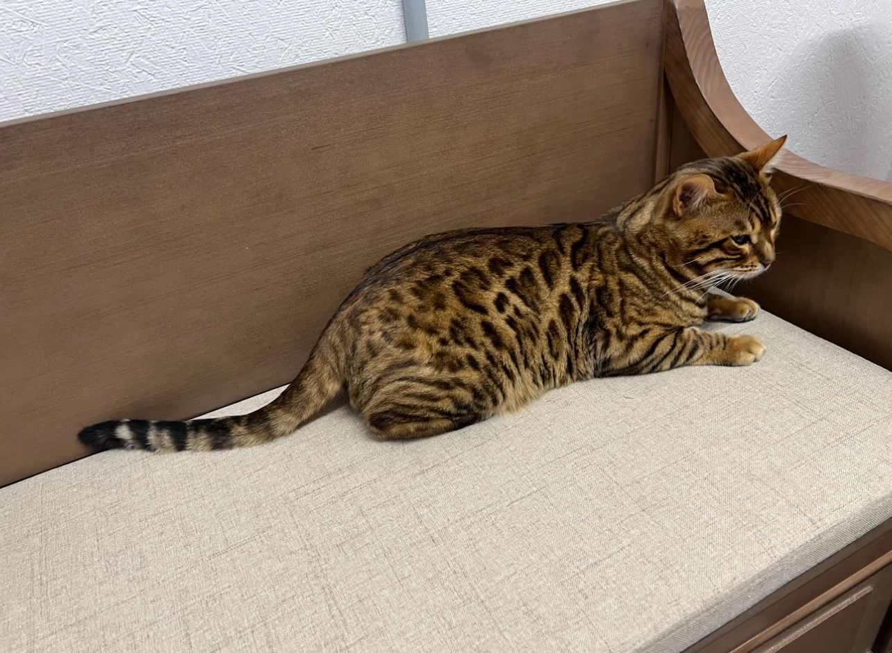 Purebred Exotic Unqiue Bengal Kittens Coming Soon!