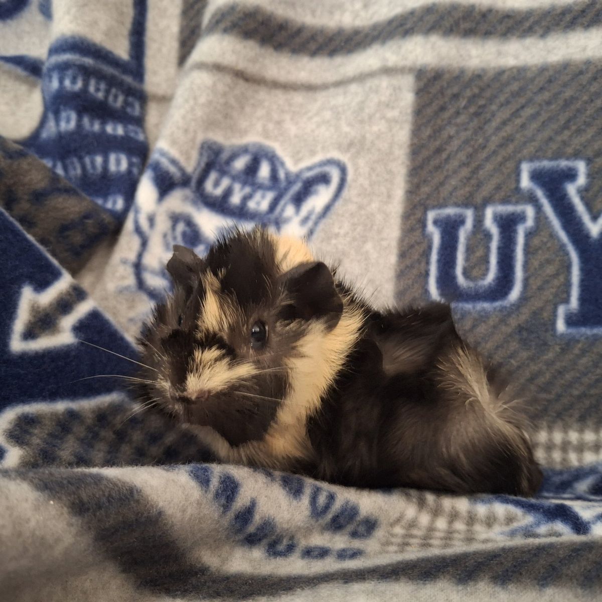 Baby Guinea pig: Gidget
