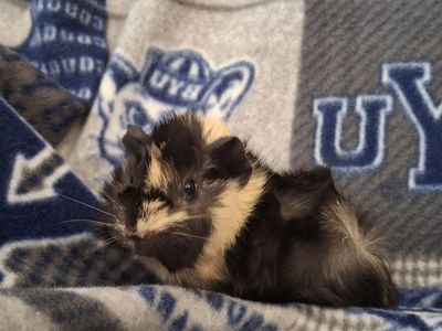 Baby Guinea pig: Gidget