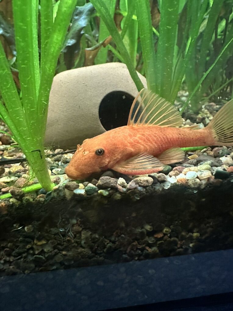 Calico Bristlenose Pleco