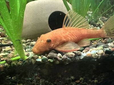 Calico Bristlenose Pleco