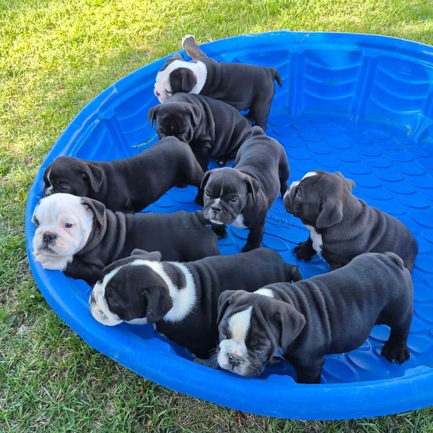 English Bulldog Puppies