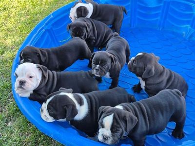 English Bulldog Puppies