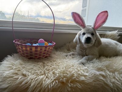 AKC English Cream Retrievers