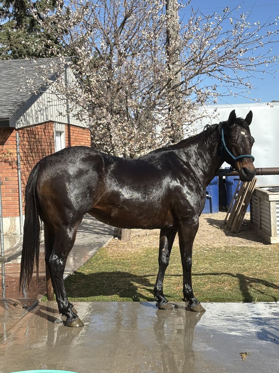 “Cloudywithachance” off the track 2016 brown jockey club mare.