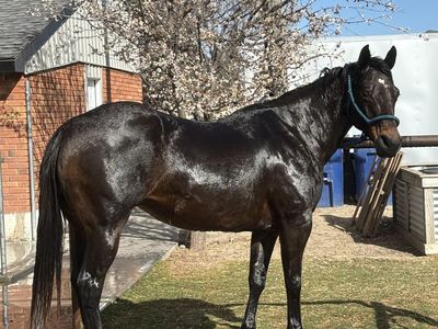 โCloudywithachanceโ off the track 2016 brown jockey club mare.