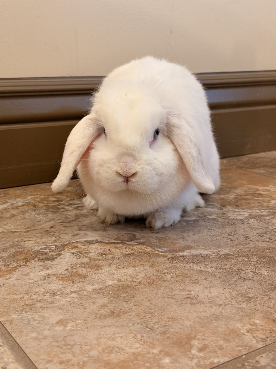 Free BEW Holland lop female