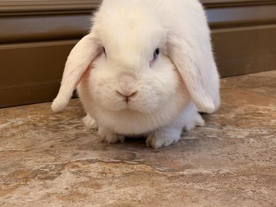 Free BEW Holland lop female
