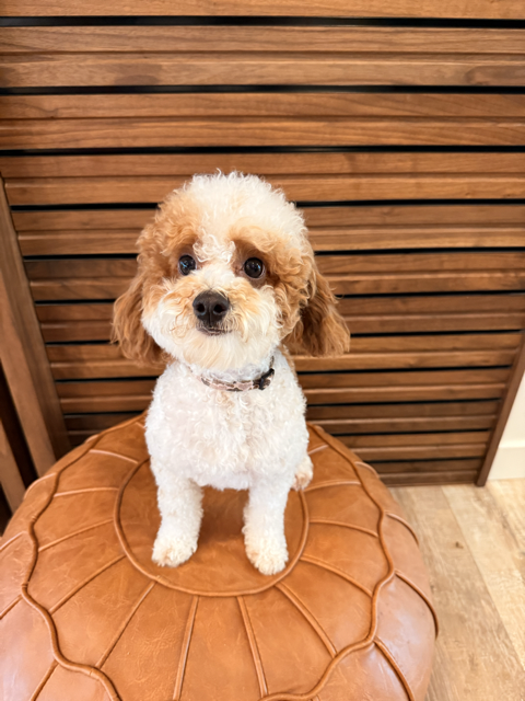 Cute Parti Toy Poodle Stud Beautiful Markings and Excellent Health 7 Pounds + Puppy Package