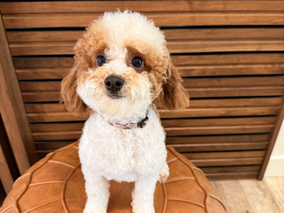 Cute Parti Toy Poodle Stud Beautiful Markings and Excellent Health 7 Pounds + Puppy Package