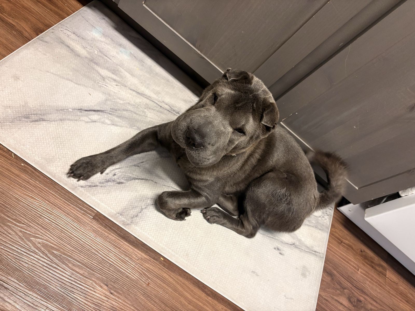 Sharpei pup 