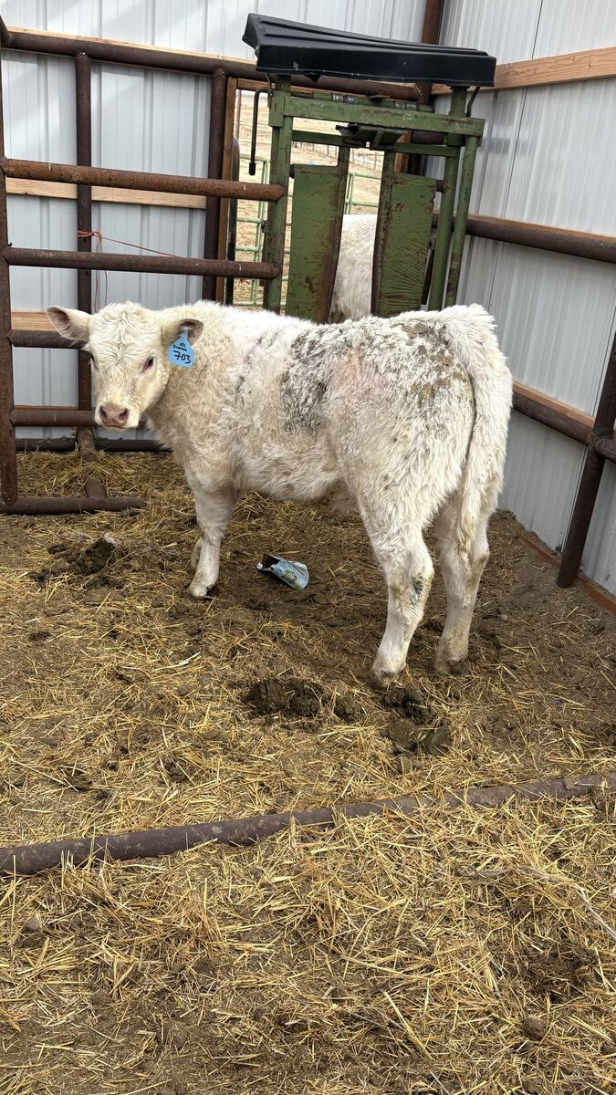Fall Born Charolais Heifers
