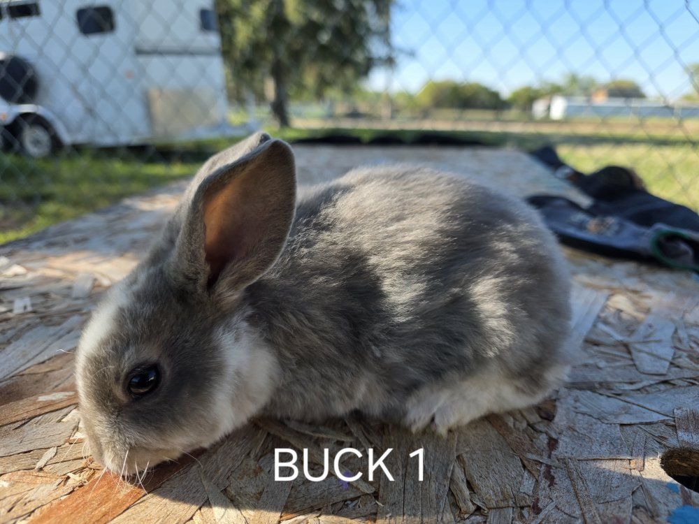 standard rex rabbits