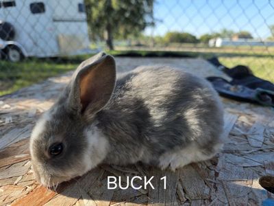 standard rex rabbits