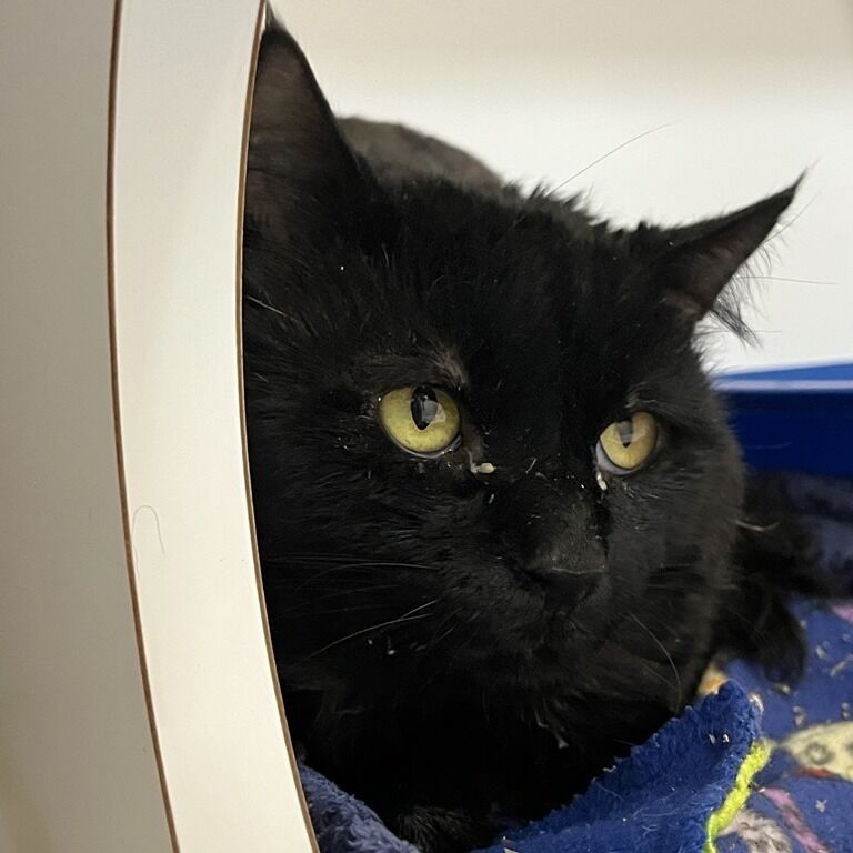 Hello my name is Samadhi