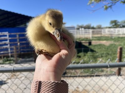 Toulouse Goslings