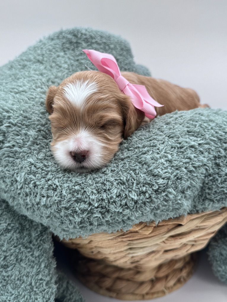 Multigenerational Australian Labradoodles
