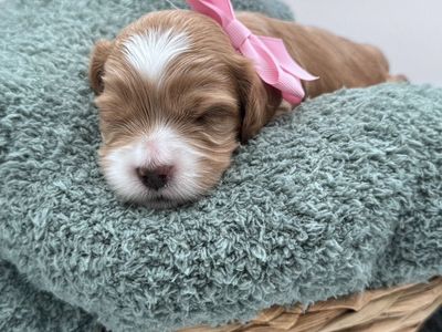 Multigenerational Australian Labradoodles