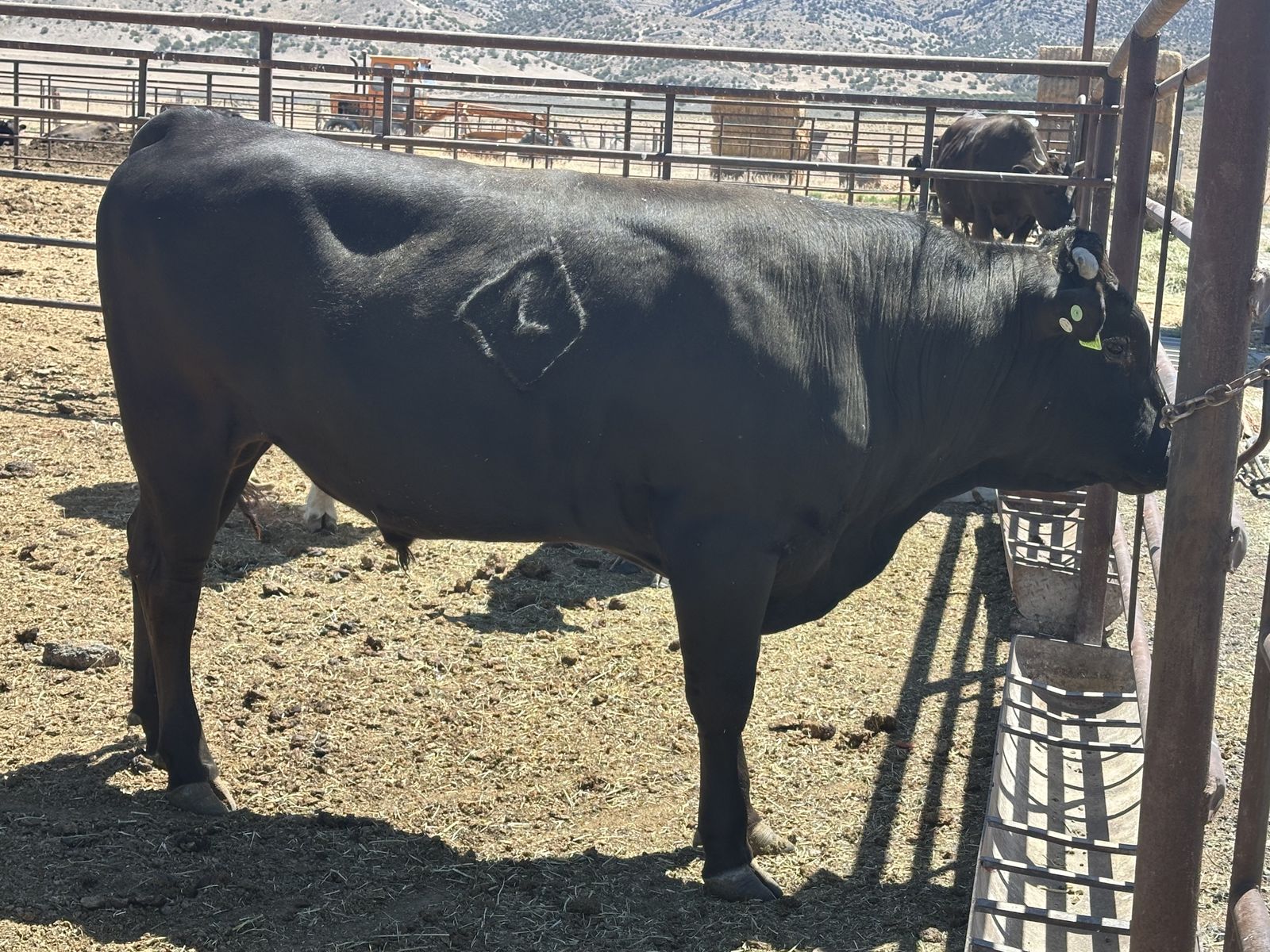 Registered Wagyu full blood bull