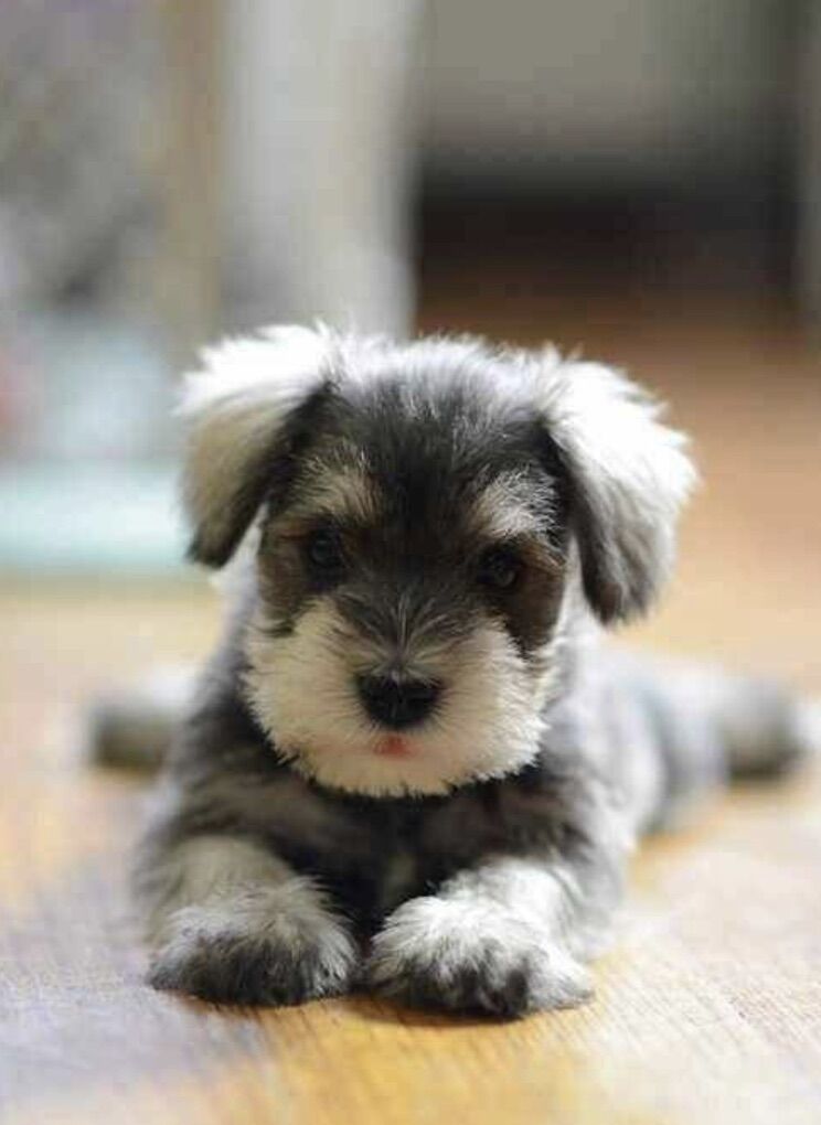 Miniature Schnauzer Puppies