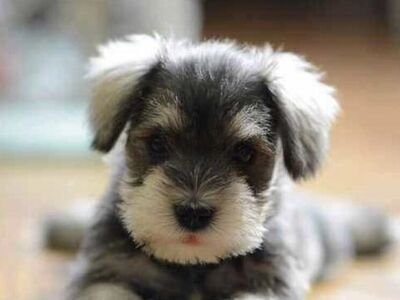 Miniature Schnauzer Puppies