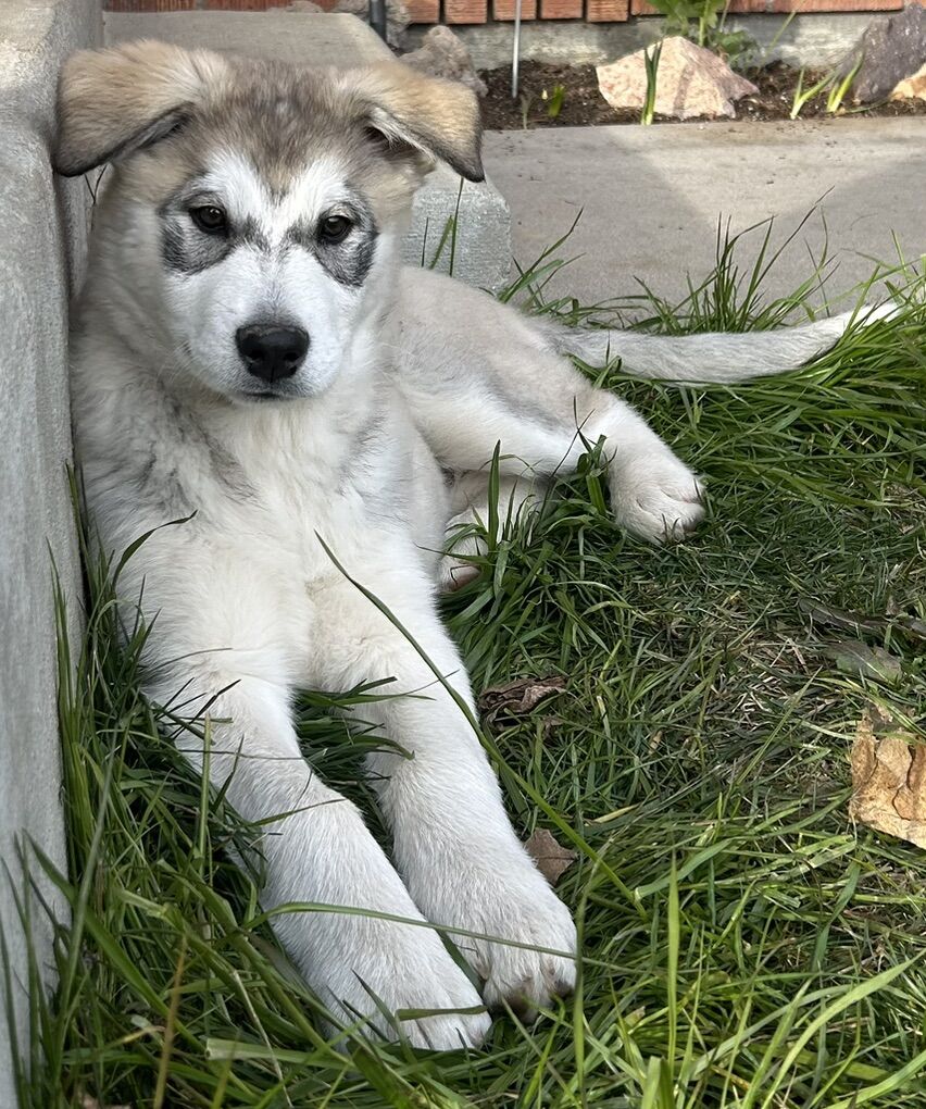Husky Malamute Puppies (Only 1 Left)