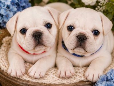 Rare White Pug Puppies Ready Now!