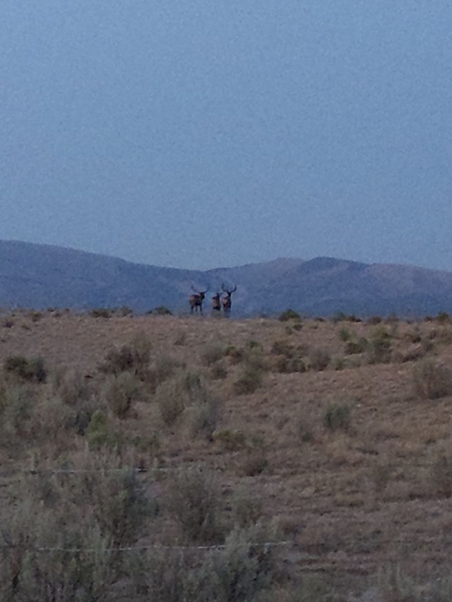 cow elk hunt