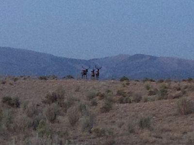 cow elk hunt