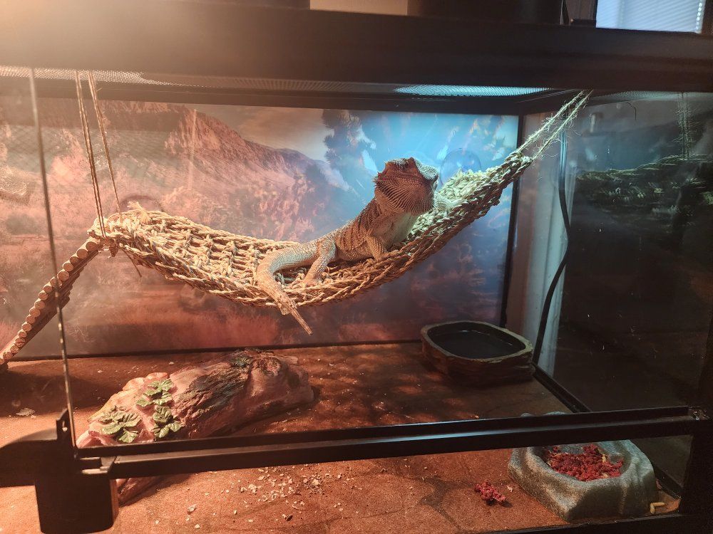Male Breaded Dragon