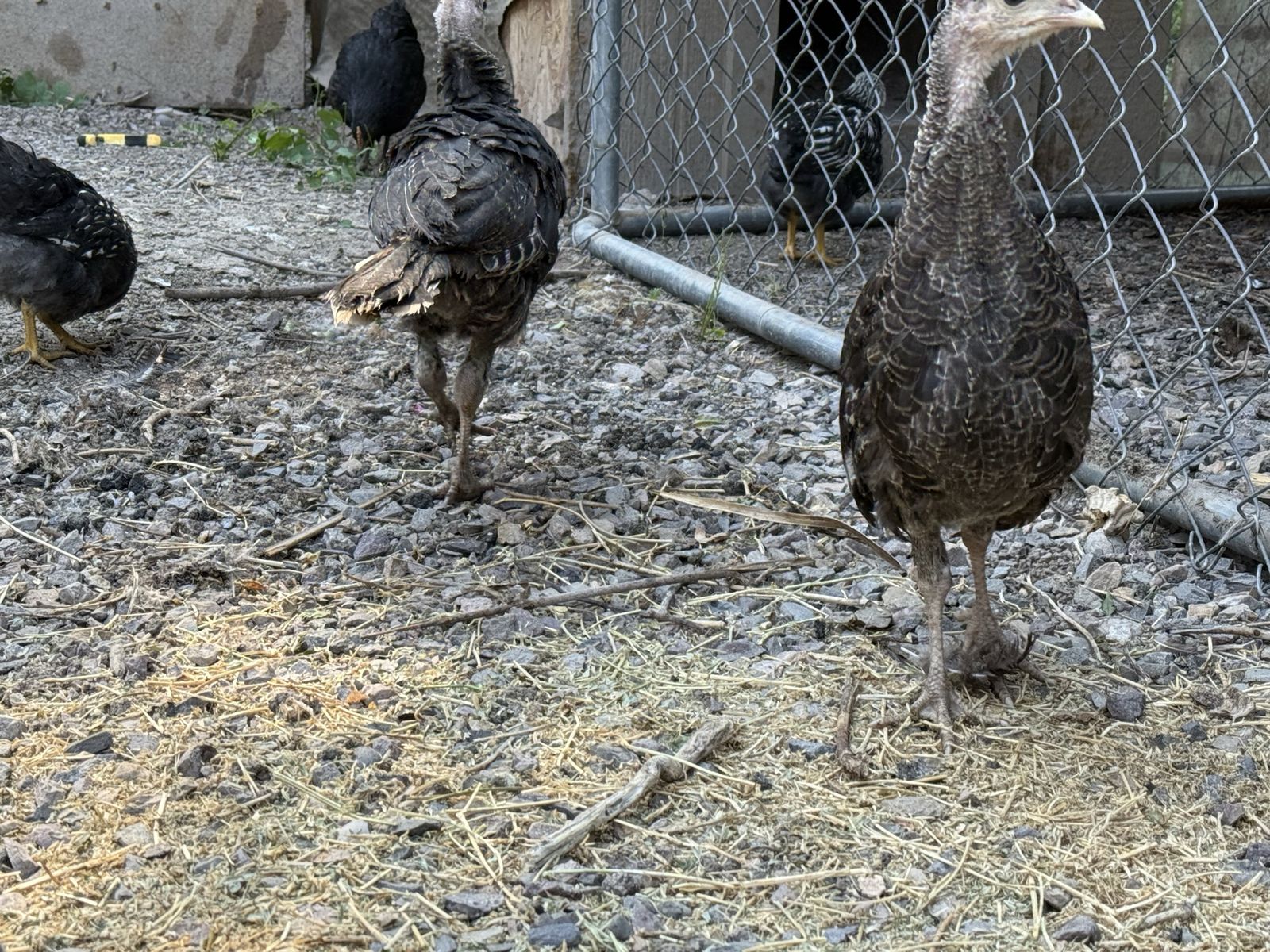Eastern Wild Turkey Chicks